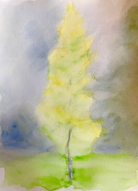 Aspen in sun and fog